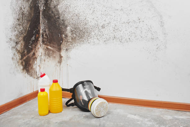 Best Mold Removal Process  in Timnath, CO