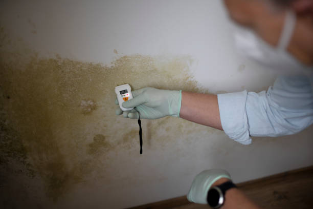 Mold Removal Process in Timnath, CO