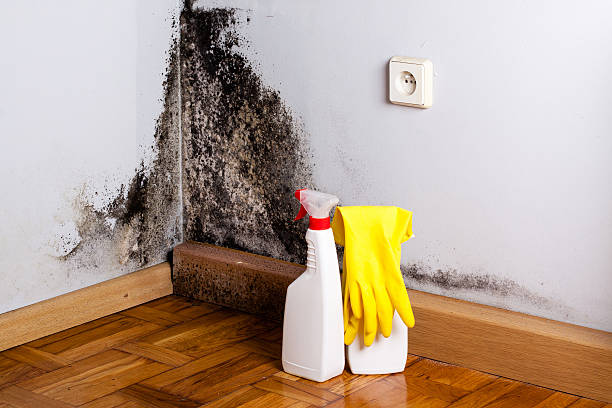 Timnath, CO Mold Removal Company